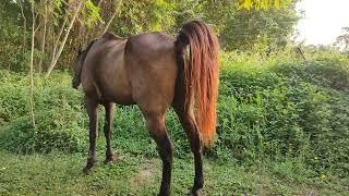 horse poop stinks from mixed dieting