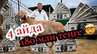 4 айда 180 миллион пайда Қуаныш Мықтыбаев қошқар бизнесінің құпиясымен бөлісті!