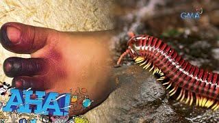 Mga millipede, nagdudulot ng sugat na tila isang paso | AHA!