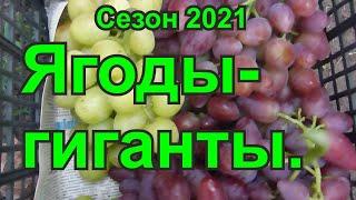 Самые крупные ягоды в сезоне 2021