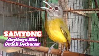 BURUNG SAMYONG GACOR Asyiknya bila sudah Berkicau  Memiliki 1001 kaicauan