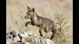 Cyprus Red fox - Vulpes vulpes indutus - Κόκκινη Αλεπού - Endemic subspecies of Cyprus