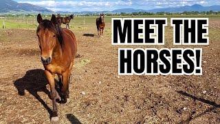 I have 13 horses ~ Let's meet them all!