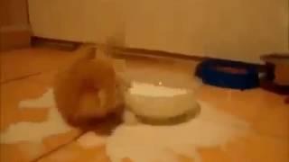 Котенок в миске молока