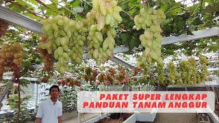 Paket Super Lengkap, Panduan Cara Tanam Anggur Import Cepat Berbuah, Besar Dan Banyak. Fajar Hambali