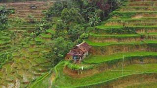 Rumah Indah Di Sawah Terasering, Sejuk & Bikin Betah | Suasana Pedesaan Jawa Barat, Pamulihan, Garut