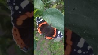 Butterfly and Lemon Tree