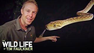 Tim Faulkner Saves Large Snake From Getting Crushed! | Full Episode | The Wildlife Of Tim Faulkner