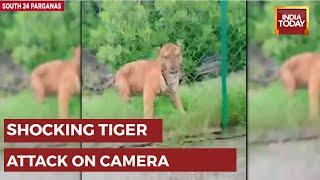 Caught On Cam: Thin Nylon Net Saves Forest Official From Tiger Attack | WATCH