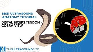 Ultrasound evaluation of the distal biceps tendon , short axis, in the 'Cobra' view.