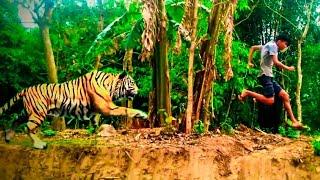 Tiger attack in real life  /green screen effect 
