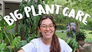 Big plant maintenance & repotting | plant chores