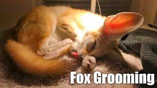 Cuter than a Kitten: Tiny Fox Grooming (Close Up)