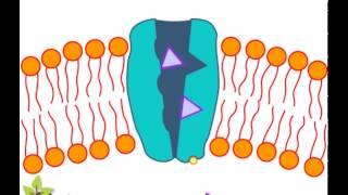 Sodium Potassium Pump