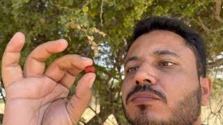 Ber (Jujube) Fruit in Thar desert