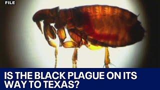 Person contracts Black Plague in Oregon, can it come to Texas? | FOX 7 Austin