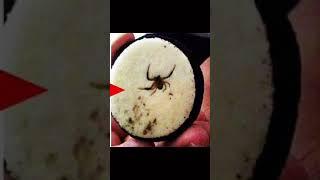 They found a spider in the Oreo… #shorts #youtubeshorts