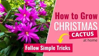Tips on Growing Christmas Cactus