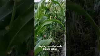 Tanaman jagung muda subur #shorts #jagung #tanamjagung #petanijagung #petanimuda