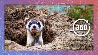 Up Close with a Black-Footed Ferret | Wildlife in 360 VR