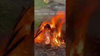 LOOKS REALLY HOT! #fire #blazingfire #flame #asmr #asmrsounds #satisfying #burning  #shorts #short