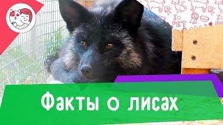 5 необычных фактов о лисах