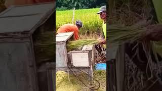 petani kreatif buat alat sederhana perontok padi manual #shorts #farming #agriculture #garden