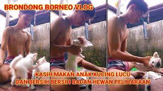 BRONDONG BORNEO DAN HEWAN PELIHARAAN ANAK KUCING LUCU