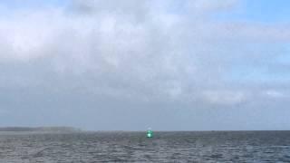 Insel Usedom Seeadler Streit Beute 19042015