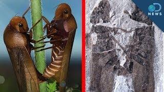 Ancient Porn: Fossil Reveals Bugs Having Sex!