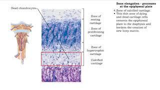 Bone elongation -  processes at the epiphyseal plate