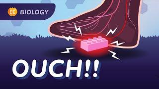 What REALLY Happens When You Step on a Lego: Nervous & Endocrine Systems: Crash Course Biology #46