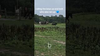 Wild Elk joins group of horses 