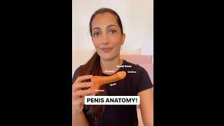 The PENIS : Anatomy and Parts