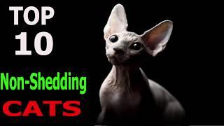 Top 10 Non - Shedding cat breeds | Top 10 animals