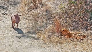 Warthog Walks Right Into Leopard