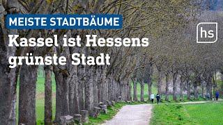 Kassel hat die meisten Stadtbäume, Offenbach und Wiesbaden die wenigsten | hessenschau