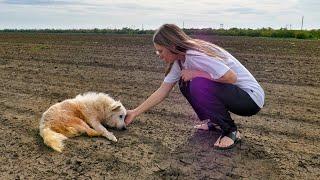 Senior Dog Tries to Find his Way Home After Being Abandoned Until He Got Exhausted