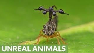 Bizarre rainforest insect resembles a helicopter