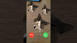 #status MI TELEPON SOUND EFFECT #cat  #shorts #ringtone #short ️Ns