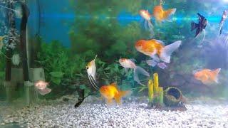 Dream Aquarium !! Very Relaxing Fish Tank Aquarium With Water Sound For Focus,Music, HD