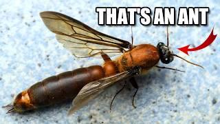 Driver Ant Facts: the SAUSAGE FLY  Animal Fact Files