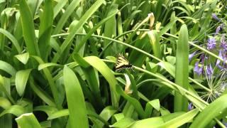 Butterfly at CCI Digital - 2 of 2 - July 12, 2012