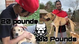 How To Add 100 Pounds To Your Pitbulls Or Bully’s (Gorilla Max 2021)