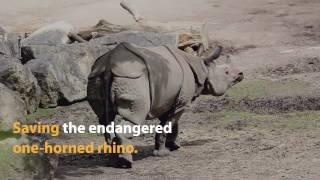 Saving the one-horned rhino. One drone at a time - #digitalempowers