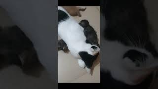 Mimi have 4 babies #cat #bunny #dog #shortvideo #shorts