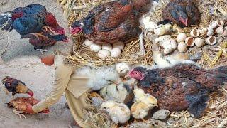 Two hens put eggs under one hen  ||  When the chicks hatched, their color went to their mothers