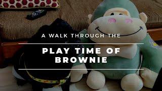 Play Time With Brownie | Black Pug