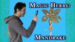 Magic Herbs: Mandrake