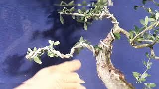 Thực hành cành phông trong Bonsai